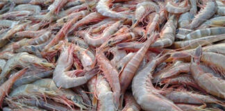 ഒമാനിൽ ചെമ്മീൻ പിടിക്കുന്നതിന് നിരോധനം