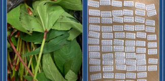 ഒമാനിൽ മയക്കുമരുന്നുമായി ഒരാൾ അറസ്റ്റിൽ