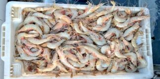 മസ്കറ്റിൽ 1000 കിലോ ചെമ്മീൻ പിടികൂടി