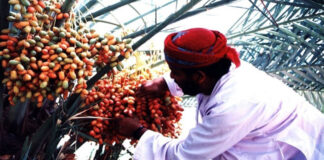 വേനൽചൂട് അനുഗ്രഹമായി : ഒമാനിലെ ഈന്തപ്പഴ കർഷകർക്ക് നേട്ടം