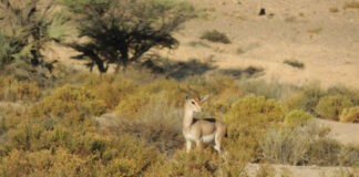സദയിൽ 13 അറേബ്യൻ ഗസല്ലുകളെ പരിസ്ഥിതി അതോറിറ്റി കണ്ടെത്തി
