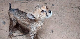 ഒമാനിൽ വന്യമൃഗങ്ങളെ കടത്തുന്നത്തിനുള്ള ശ്രമം പരിസ്ഥിതി അതോറിറ്റി പരാജയപ്പെടുത്തി