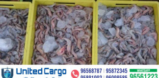 ഒമാനിൽ ചെമ്മീൻ മത്സ്യബന്ധന സീസൺ നാളെ ആരംഭിക്കുന്നു