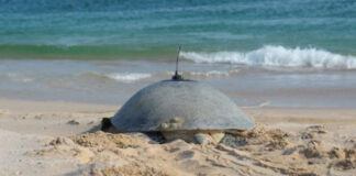 ഒമാനിൽ കടലാമ ട്രാക്കിംഗ് പദ്ധതി ആരംഭിച്ച് പരിസ്ഥിതി അതോറിറ്റി