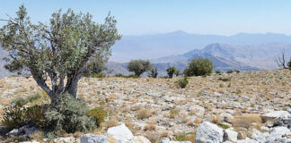 മലിനീകരണ രഹിത അന്തരീക്ഷത്തിനായി EA വായുവിന്റെ ഗുണനിലവാരം നിരീക്ഷിക്കുന്നു