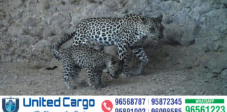 ഒമാനിലെ പ്രകൃതി സംരക്ഷണ കേന്ദ്രത്തിൽ നിന്ന് പിടികൂടിയ അറേബ്യൻ പുള്ളിപ്പുലിയുടെയും കുട്ടിപുലിയുടെയും ചിത്രം പുറത്ത്