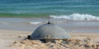 പരിസ്ഥിതി അതോറിറ്റി ഒമാനിൽ കടലാമ ട്രാക്കിംഗ് പദ്ധതി ആരംഭിച്ചു