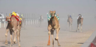 തുംറൈതിൽ ഒട്ടക മൽസരത്തിന് തുടക്കം