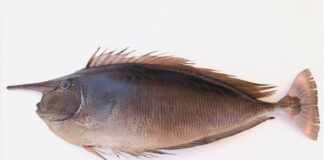 ഒമാനി കടലിൽ റൈനോ മത്സ്യത്തെ കണ്ടെത്തി