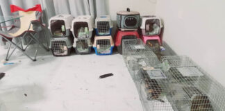 തെരുവുകളിൽ അലയുന്ന മൃഗങ്ങളെ നേരിടാൻ മികച്ച മാർഗ്ഗങ്ങൾ സ്വീകരിക്കുന്നു