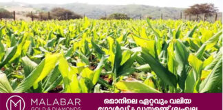 മഞ്ഞൾ കൃഷിയുമായി ദോഫാർ ഗവർണറേറ്റ്