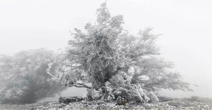 winter