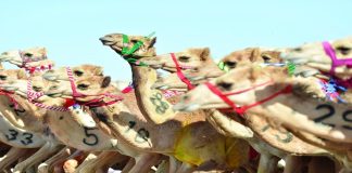 അൽ ബഷയർ ഒട്ടകോത്സവം ആദാമിൽ ആരംഭിച്ചു