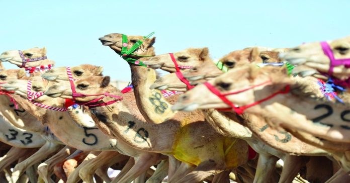 camel festival