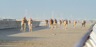 ഈ വർഷം 12 മത്സരങ്ങൾ സംഘടിപ്പിക്കാനൊരുങ്ങുന്നു ഒമാൻ ക്യാമൽ റേസിംഗ് ഫെഡറേഷൻ