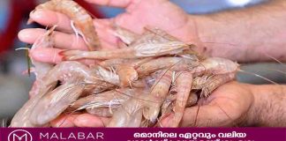 ഒമാനിൽ ഇനി ചെമ്മീൻ സീസൺ