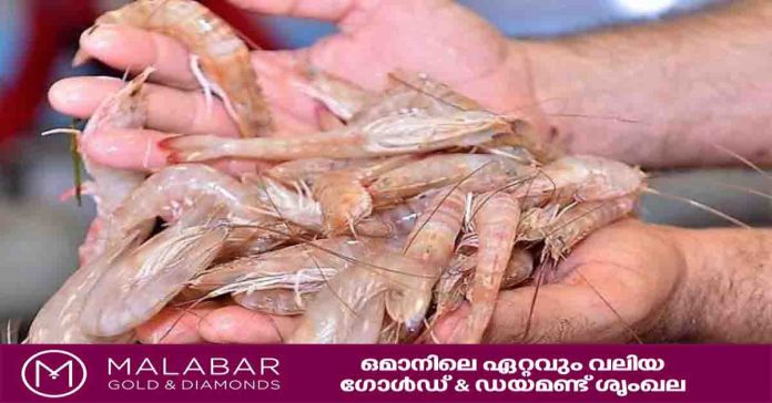 shrimp season
