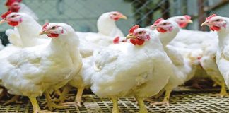 സൂറിച്ചിൽ നിന്നുള്ള കോഴി ഇറക്കുമതിക്ക് ഒമാനിൽ വിലക്ക്