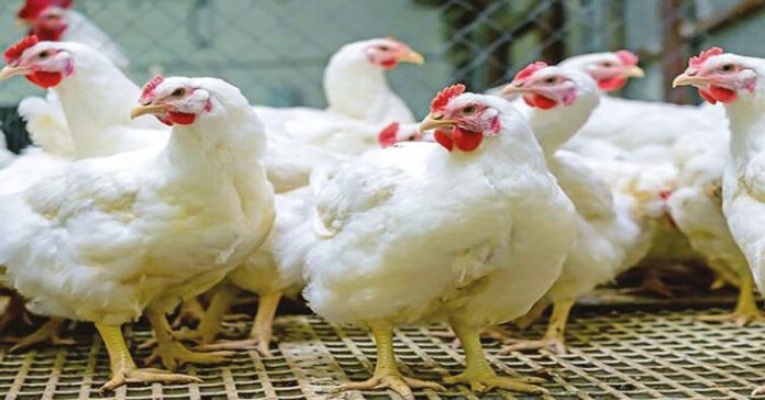 hen