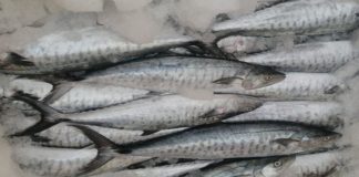 മസ്കറ്റിൽ 226 കിലോഗ്രാം കിംഗ്ഫിഷ് പിടികൂടി