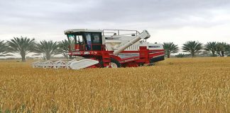 ഒമാനിൽ ഭക്ഷ്യസുരക്ഷ ശക്തിപ്പെടുത്തുന്നതിന് ഗോതമ്പ് ഉൽപ്പാദനം പ്രോത്സാഹിപ്പിച്ച് കൃഷി മന്ത്രാലയം