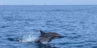 അറബിക്കടലിലെയും ഒമാൻ കടലിലെയും മത്സ്യസമ്പത്തിന്റെ സർവേ നടക്കുന്നു