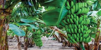 സലാലയിലെ റസാത്ത് ഫാമിൽ പുതിയ ഇനം വാഴകൾ