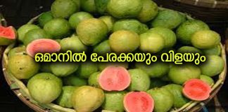 ഒമാനിൽ പേരക്കയും വിളയും