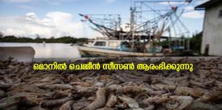 ചെമ്മീൻ ചാകര: ഒമാനിൽ ചെമ്മീൻ സീസൺ ആരംഭിക്കുന്നു