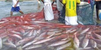 ഈ വർഷത്തെ കിംഗ്ഫിഷ് മത്സ്യബന്ധന നിരോധനം അവസാനിച്ചു; അറിയിപ്പുമായി ഒമാൻ