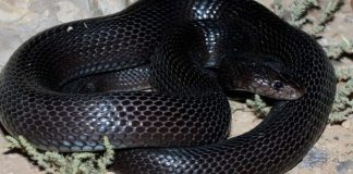 ഒമാനിൽ ആദ്യമായി ഉഗ്രവിഷമുള്ള കരിമൂർഖനെ കണ്ടെത്തി