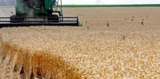 ഒമാനിൽ ഇനി ഗോതമ്പ് വിളവെടുപ്പ് കാലം