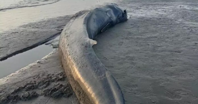 blue whale