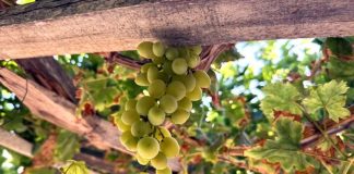 ഒമാനിലെ യാങ്കൂളിൽ മുന്തിരി വിളവെടുപ്പിന് തുടക്കമായി