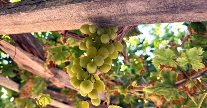 grapes in oman