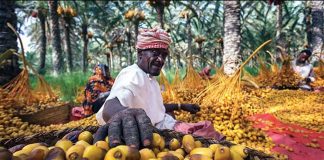 ഒമാനിൽ ഈന്തപ്പഴ വിളവെടുപ്പ് ആരംഭിച്ചു