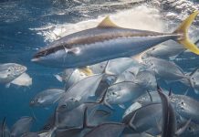 ഒമാനിൽ അയക്കൂറ മീൻ പിടിക്കുന്നതിന് താത്ക്കാലിക വിലക്ക്