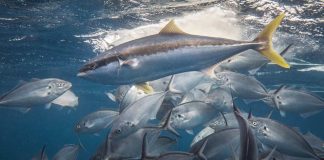 ഒമാനിൽ അയക്കൂറ മീൻ പിടിക്കുന്നതിന് താത്ക്കാലിക വിലക്ക്