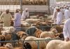 പെരുന്നാൾ വിപണി; ഒമാനിൽ 2,85,890 കന്നുകാലികളെ ഇറക്കുമതി ചെയ്തു