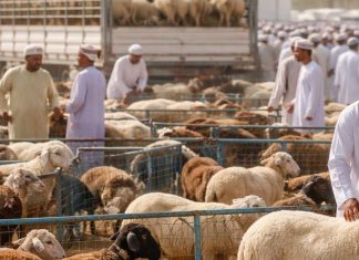 പെരുന്നാൾ വിപണി; ഒമാനിൽ 2,85,890 കന്നുകാലികളെ ഇറക്കുമതി ചെയ്തു
