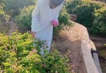 ഒമാനിൽ ഇനി റോസാപൂക്കാലം; വിനോദസഞ്ചാര മേഖലയ്ക്ക് കരുത്തേകി ജബൽ അഖ്ദറിൽ റോസ് സീസൺ, സന്ദർശക പ്രവാഹം