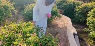 ഒമാനിൽ ഇനി റോസാപൂക്കാലം; വിനോദസഞ്ചാര മേഖലയ്ക്ക് കരുത്തേകി ജബൽ അഖ്ദറിൽ റോസ് സീസൺ, സന്ദർശക പ്രവാഹം