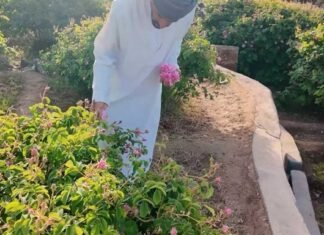 ഒമാനിൽ ഇനി റോസാപൂക്കാലം; വിനോദസഞ്ചാര മേഖലയ്ക്ക് കരുത്തേകി ജബൽ അഖ്ദറിൽ റോസ് സീസൺ, സന്ദർശക പ്രവാഹം