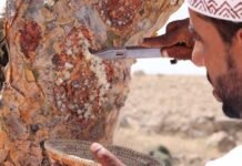 കുന്തിരിക്ക കയറ്റുമതിയിൽ ഒമാന് നേട്ടം