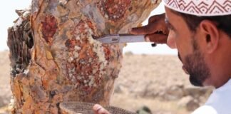 കുന്തിരിക്ക കയറ്റുമതിയിൽ ഒമാന് നേട്ടം