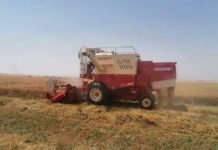 ദോഫാറിലെ അൽ നജ്ദ് പ്രവിശ്യയിൽ ഗോതമ്പ് വിളവെടുപ്പ് തുടങ്ങി; കർഷകർക്ക് പിന്തുണയുമായി കൃഷി മന്ത്രാലയം