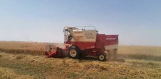 ദോഫാറിലെ അൽ നജ്ദ് പ്രവിശ്യയിൽ ഗോതമ്പ് വിളവെടുപ്പ് തുടങ്ങി; കർഷകർക്ക് പിന്തുണയുമായി കൃഷി മന്ത്രാലയം