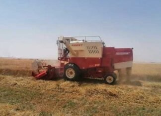 ദോഫാറിലെ അൽ നജ്ദ് പ്രവിശ്യയിൽ ഗോതമ്പ് വിളവെടുപ്പ് തുടങ്ങി; കർഷകർക്ക് പിന്തുണയുമായി കൃഷി മന്ത്രാലയം