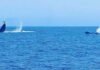 ഒമാനിലെ മസീറ തീരത്ത് നീലത്തിമിംഗലങ്ങളെ കണ്ടെത്തി