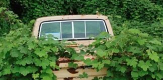 ഒമാനിൽ 3,900-ലധികം വാഹനങ്ങൾ ഹരിത ഇടങ്ങളിൽ നിന്ന് നീക്കം ചെയ്ത് പരിസ്ഥിതി അതോറിറ്റി